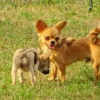 Chihuahua jeune