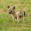 Photo #282252 de Chihuahua jeune