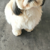 Photo #282303 de Siska