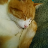 Photo #282357 de Joli