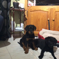 Photo #282405 de Oumaga 