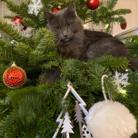 Photo #282501 de Saphyr 