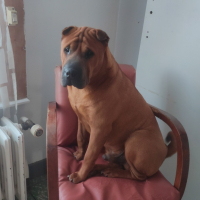 Photo #282579 de Otdog