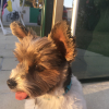 Photo #282744 de Cookie