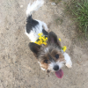 Photo #282750 de Cookie