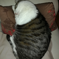 Photo #282876 de Kouskous 
