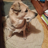 Voici roxanne  belle chienne