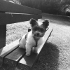 Photo #282963 de Cookie