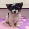 Photo #282966 de Cookie
