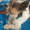 Photo #282972 de Cookie