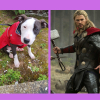 Photo #283050 de THOR