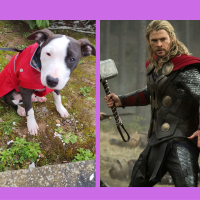 Photo #283050 de THOR