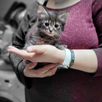 Photo #283518 de Toki