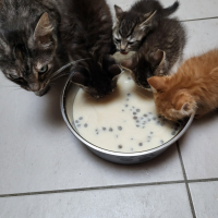 Photo #283521 de Toki