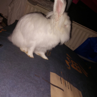 Photo #283527 de Neïge