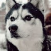 Mon loup ????