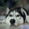 Mon petit husky