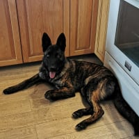 Photo #284040 de Shadow
