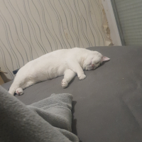 Photo #284232 de Lizzy