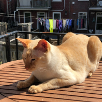 Photo #284298 de Tazz 