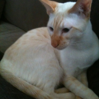 Photo #284301 de Tazz 