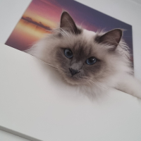 Photo #285114 de Lignereux