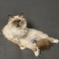 Photo #285117 de Lignereux