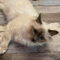 Photo #285123 de Lignereux