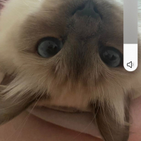 Photo #285126 de Lignereux