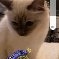 Photo #285129 de Lignereux