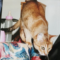 Photo #285456 de Saxo