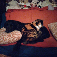 Photo #285597 de Jasmine 