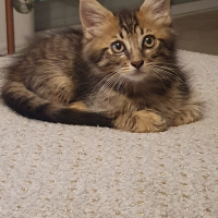 Photo #285687 de Uno