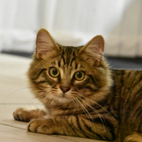 Photo #285708 de Uno