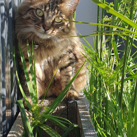 Photo #285729 de Uno