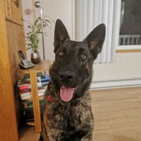 Photo #286303 de Shadow