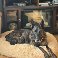 Photo #286306 de Shadow