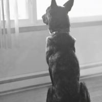 Photo #286309 de Shadow