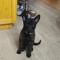 Photo #286312 de Shadow