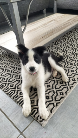 Photo #286690 de Gaïa - Border Collie