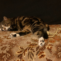 Photo #286822 de Tigrou