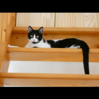 Photo #286825 de Athena