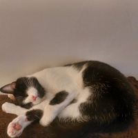 Photo #286828 de Athena