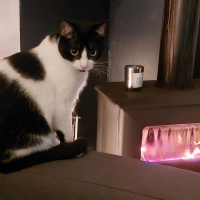 Photo #286831 de Athena
