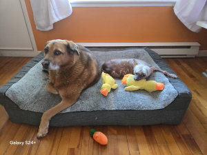 Photo #286864 de Amber - Autre chien