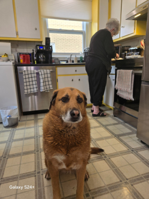 Photo #286867 de Amber - Autre chien