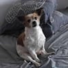Photo #286882 de Papillon 