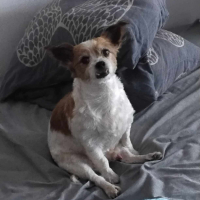 Photo #286882 de Papillon 