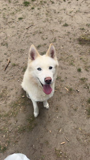 Photo #286924 de Kenzo  - Husky Sibérien