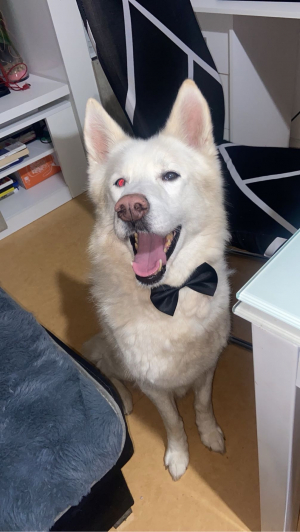 Photo #286927 de Kenzo  - Husky Sibérien